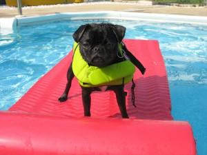 A pug on a lilo