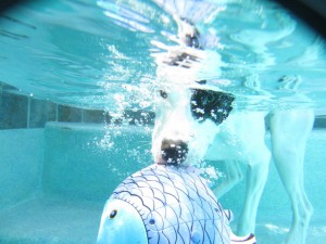 Dog in Pool Dog in Pool